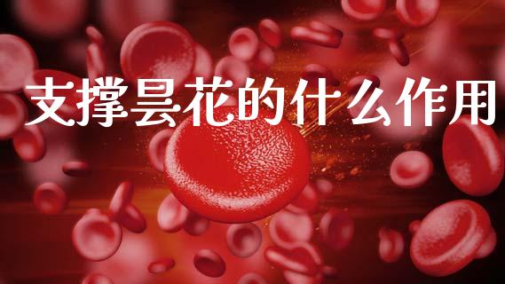 支撑昙花的什么作用_https://cj004.lansai.wang_债券资讯_第1张